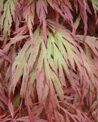 Acer palmatum dissectum 'Orangeola' — photo 3